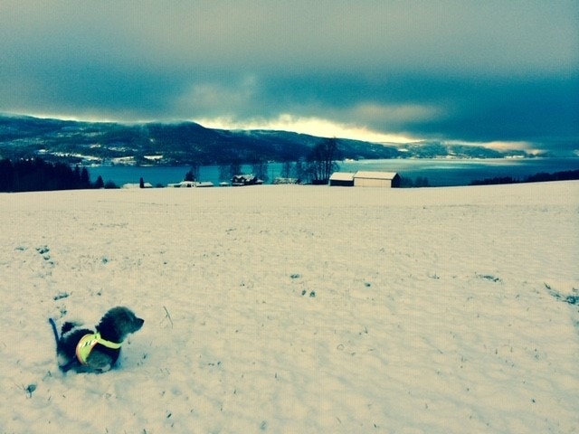 Tatt fra eindomen Galleribilde