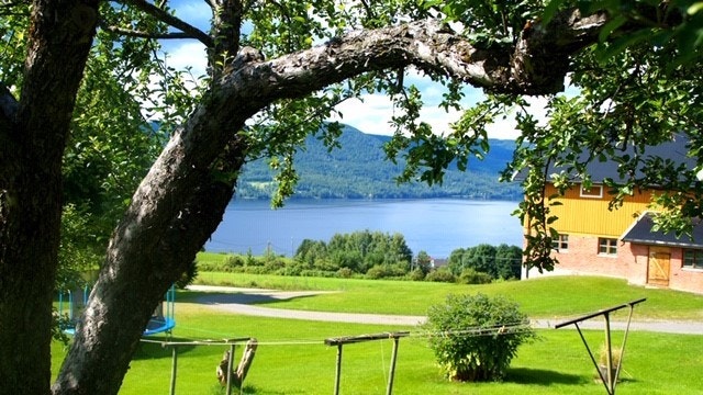 Eple Hage Galleribilde