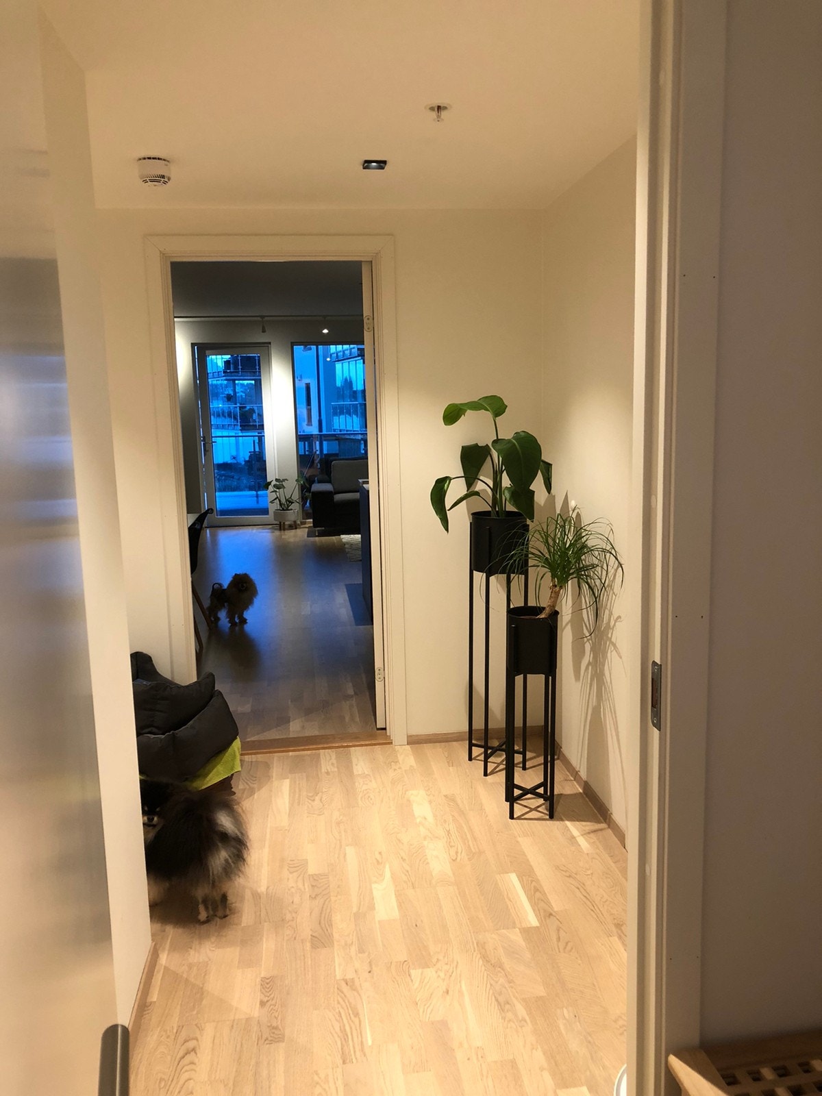Gang inn til stue/kjøkken. Galleribilde
