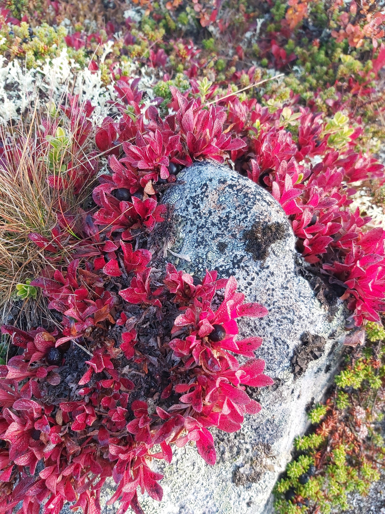 Høsten er fin i fjellet. Galleribilde