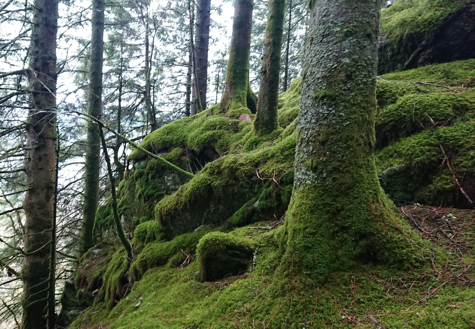 Mange turveier rett fra huset (her fra gammel postvei) Galleribilde
