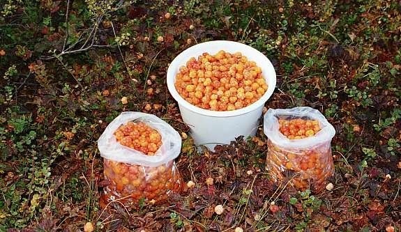 Etter vellykket bærtur Galleribilde