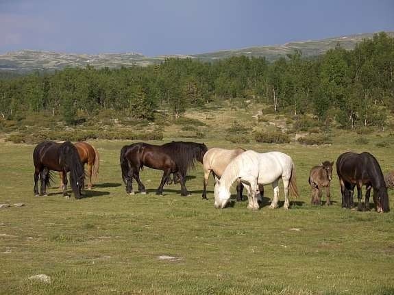 Hester går ute Galleribilde