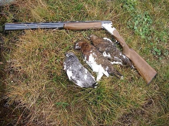 Jaktmuligheter Galleribilde