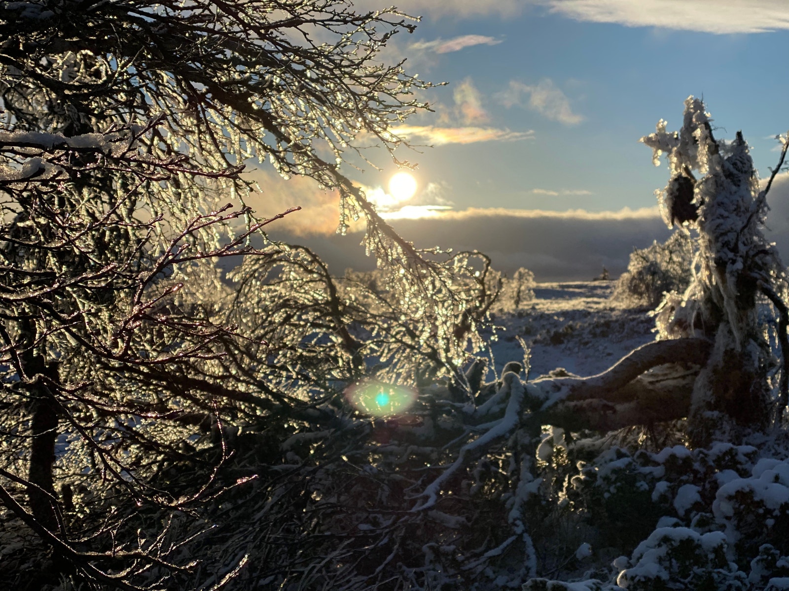 Lett og lunt i bjørkeskogen Galleribilde