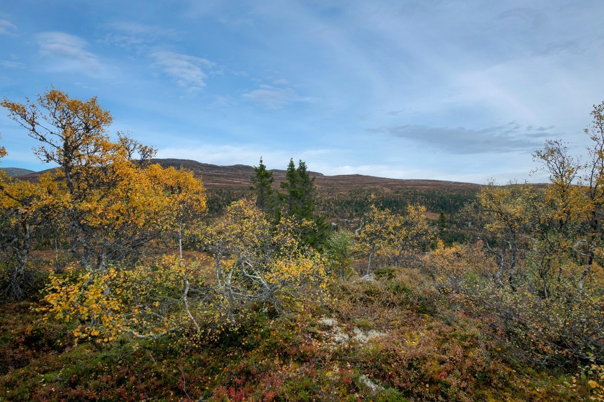 På denne tomten må man bruke Ålhytta som leverandør for utbygging. Galleribilde