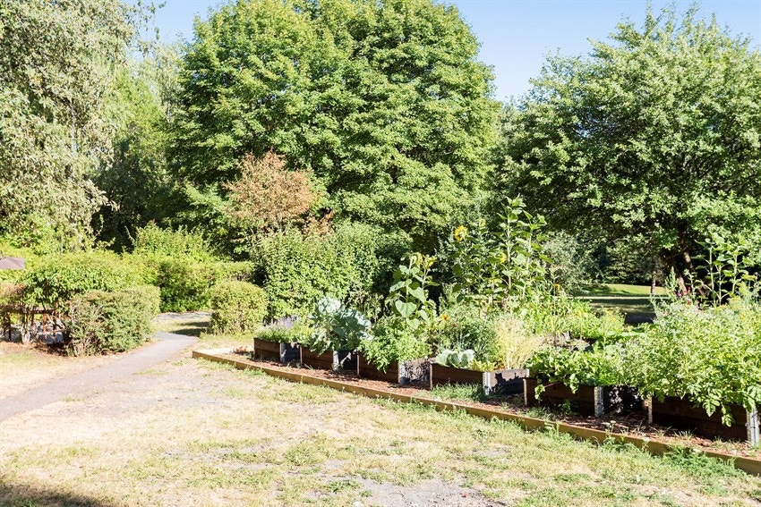 Borettslaget har etablert grønnsaksparseller mellom Pilotveien 10 og 8 til bruk for beboere. Galleribilde