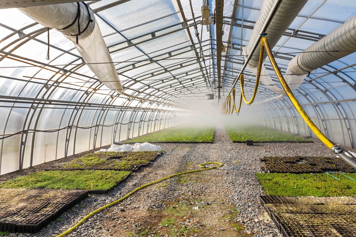 Drivhus Galleribilde