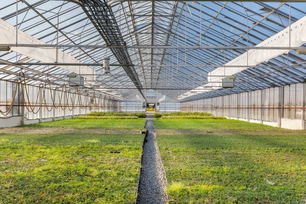 Drivhus Galleribilde