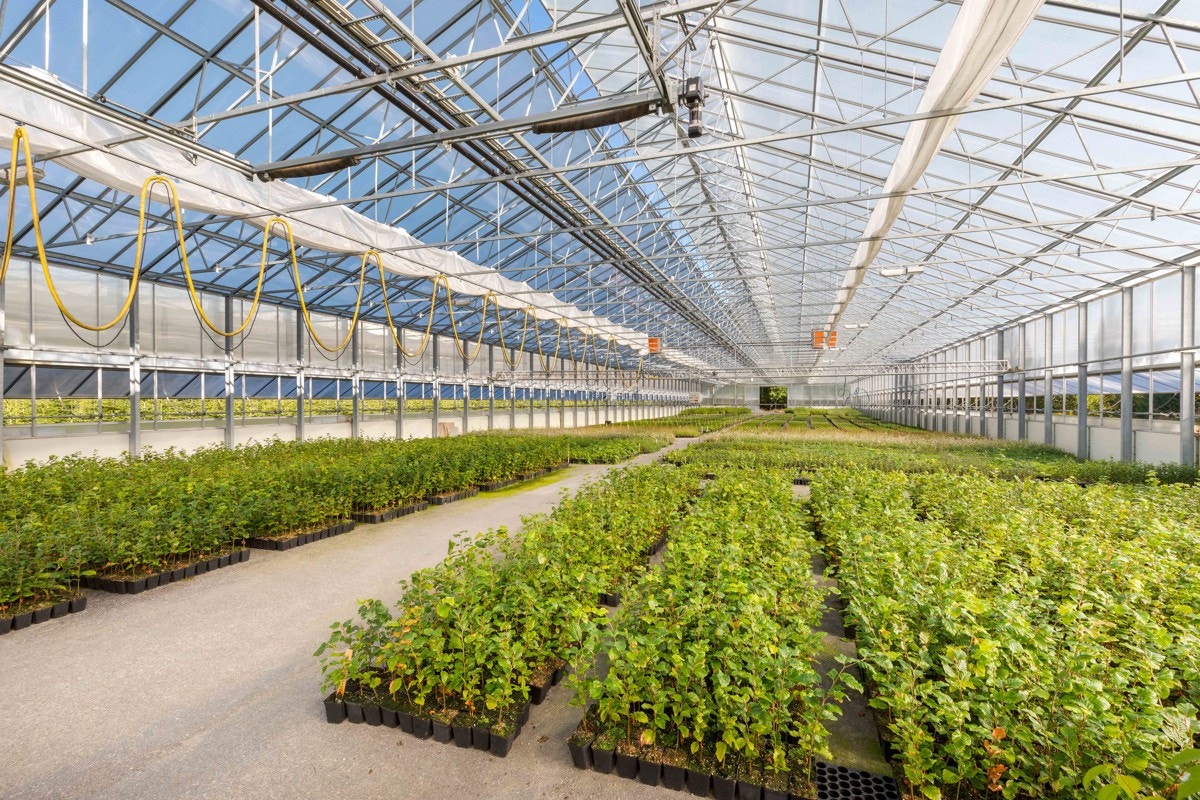 Drivhus Galleribilde