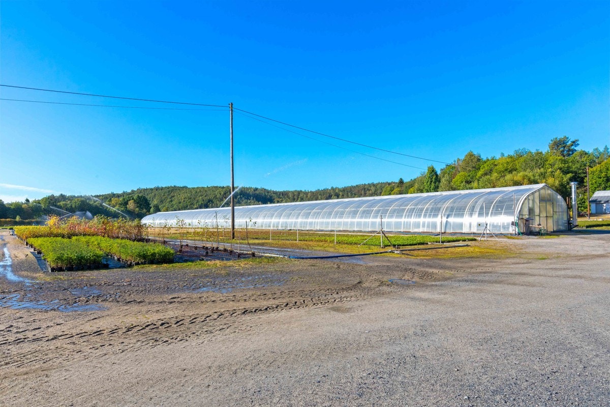 Drivhus Galleribilde