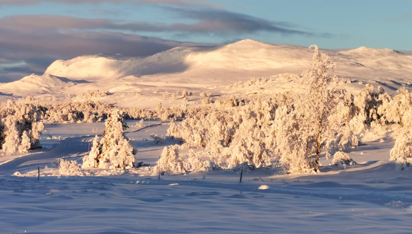 Reineskarvet z frå Leveldåsen Galleribilde