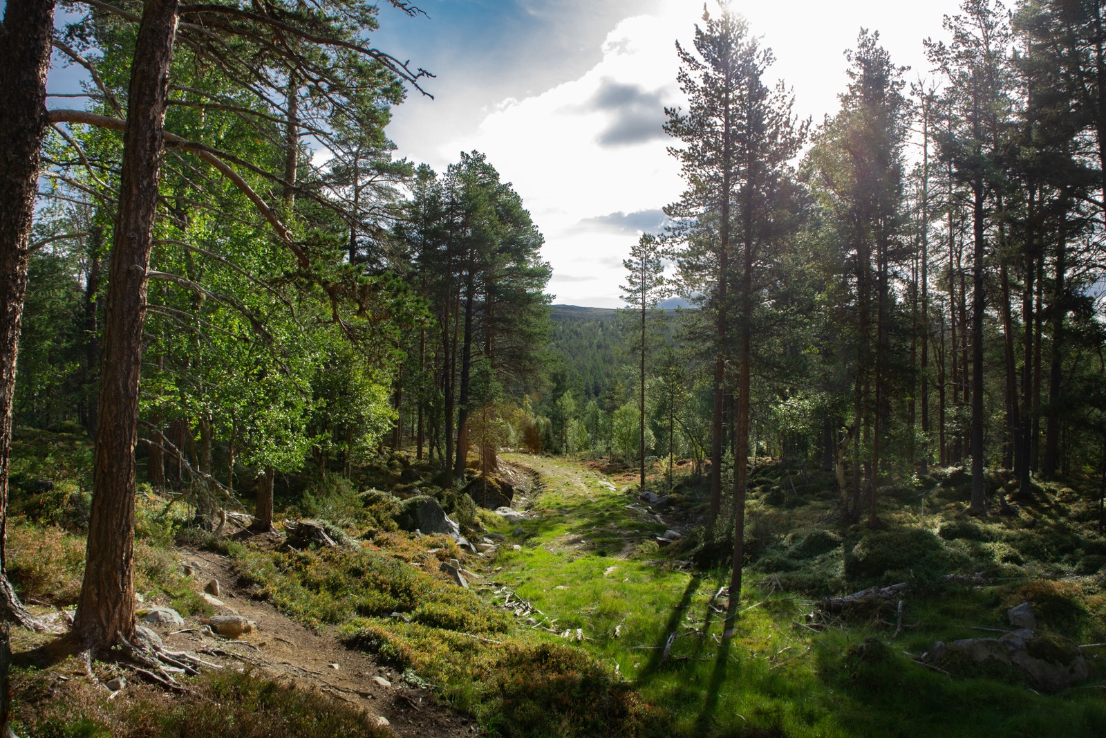 Tomtene ligger lunt til. Galleribilde