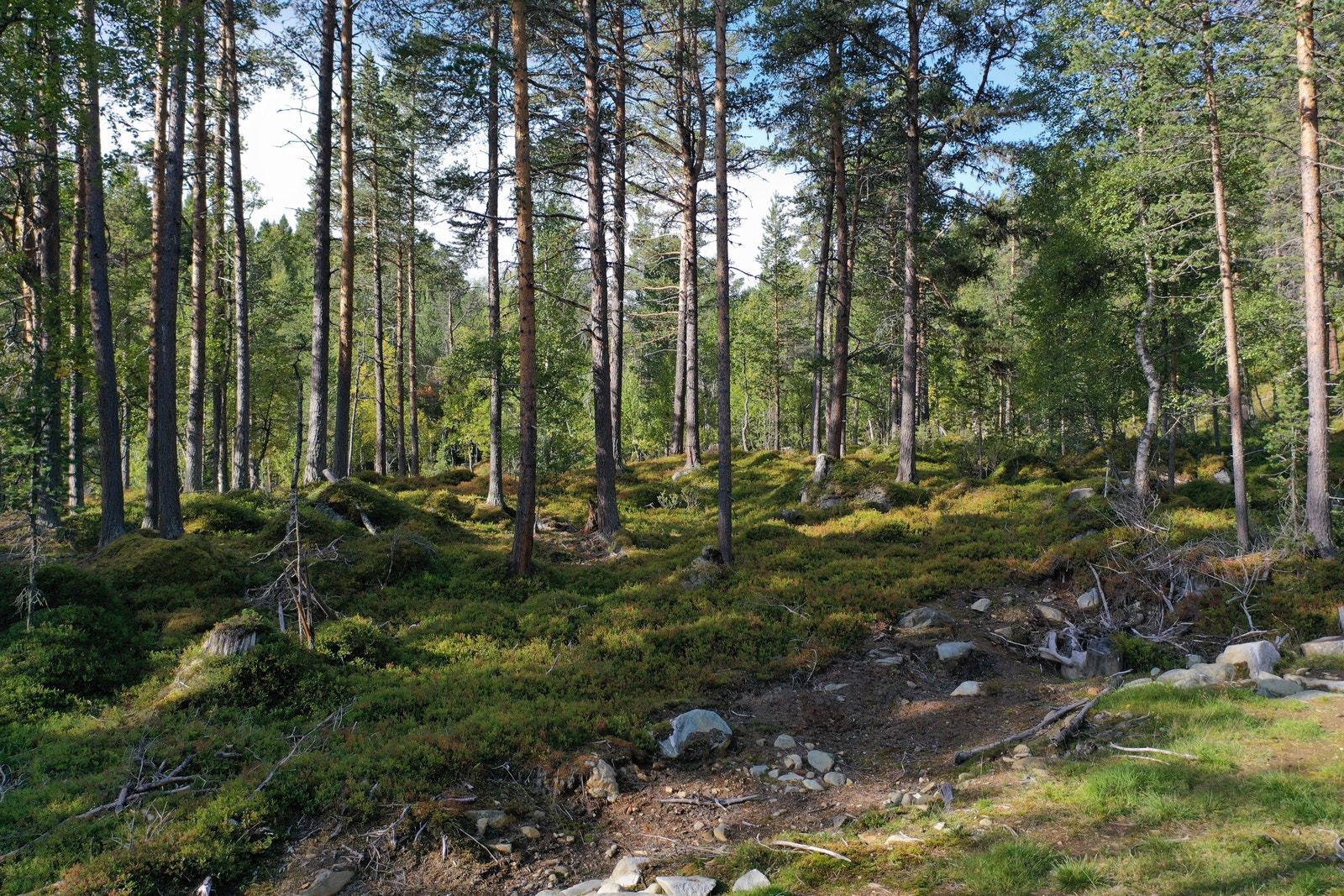Gode solforhold på tomtene, enda bedre blir det når man tar ned litt trær. Dette er grunneier behjelpelig med. Galleribilde