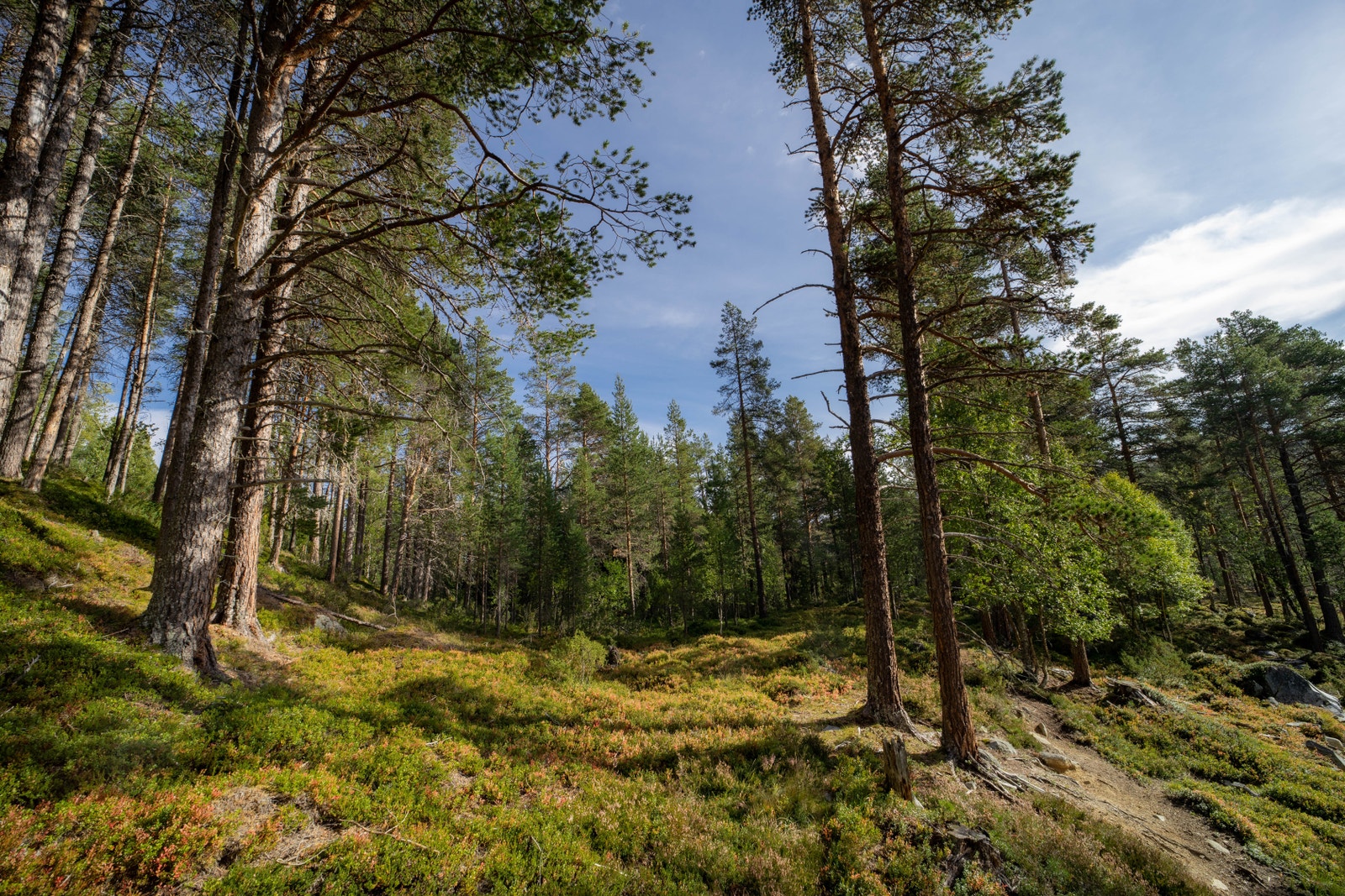 Fin natur Galleribilde