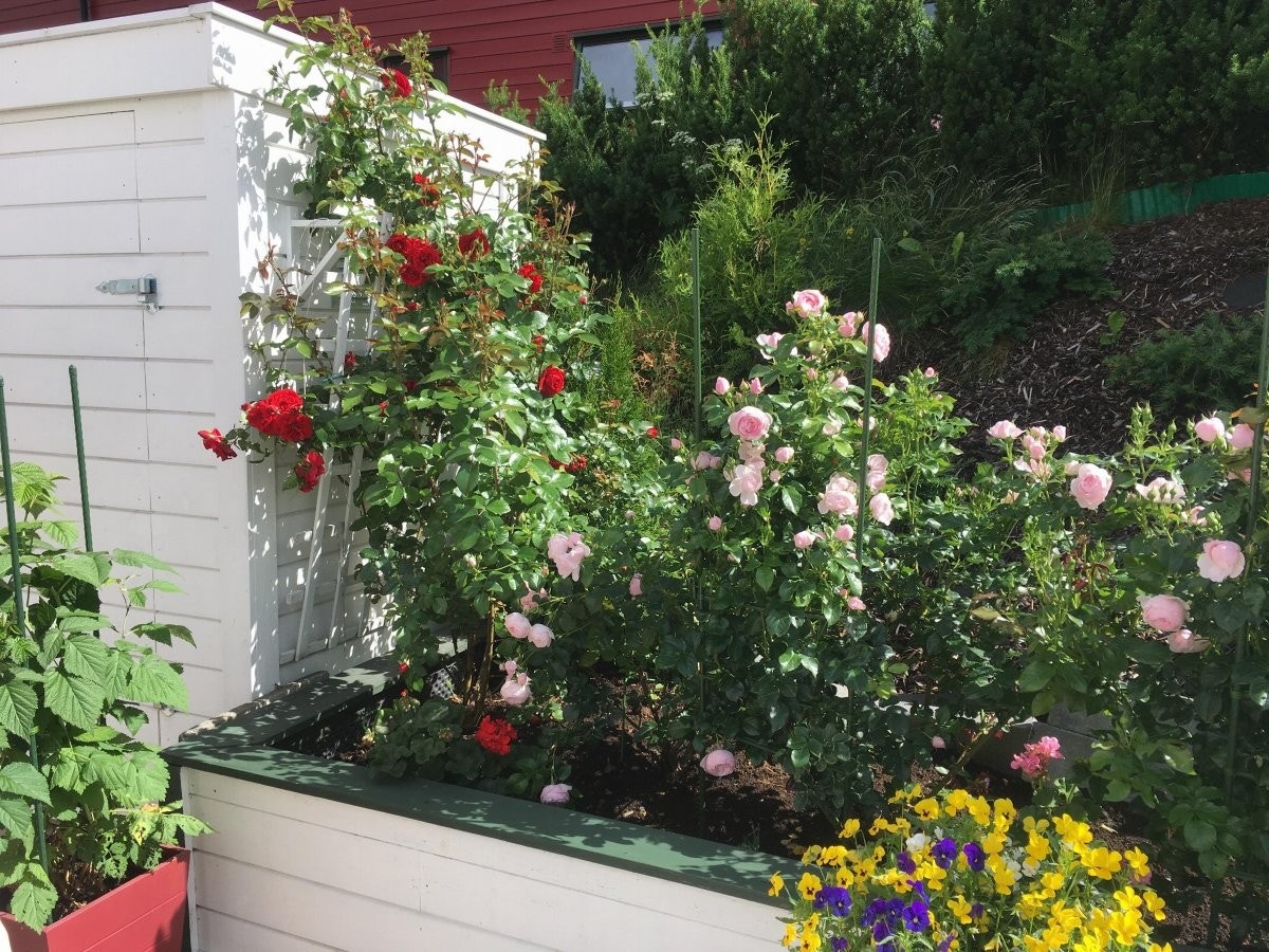 Detaljbilde fra hagen Galleribilde