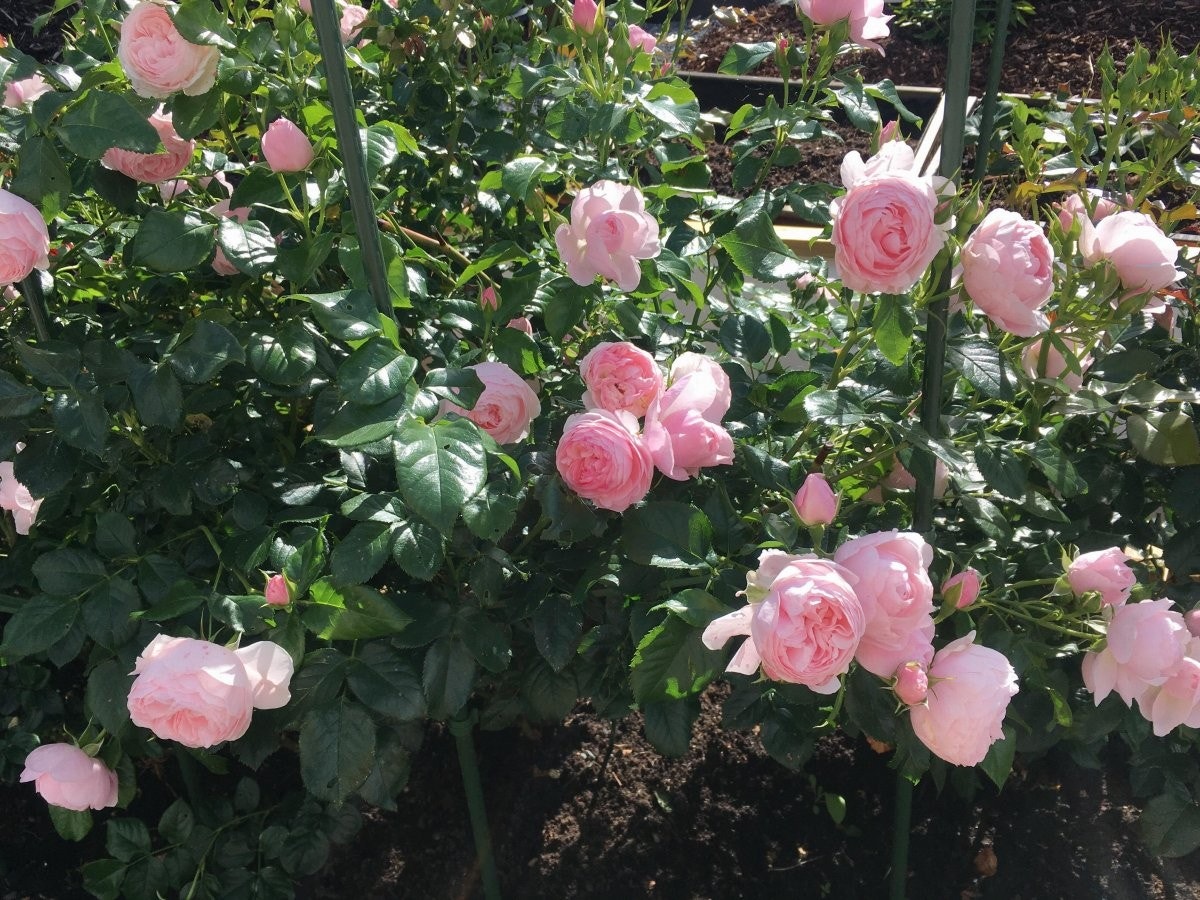 Detaljbilde fra hagen Galleribilde