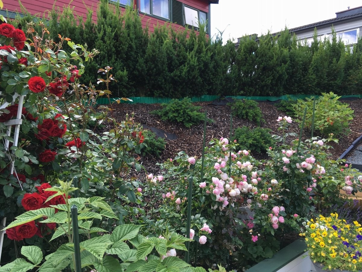 Detaljbilde fra hagen Galleribilde