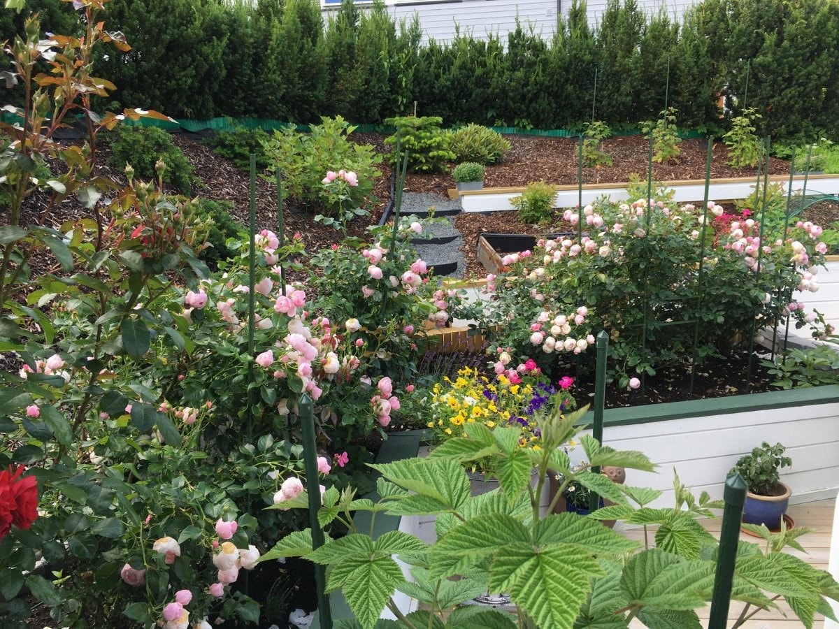 Detaljbilde fra hagen Galleribilde