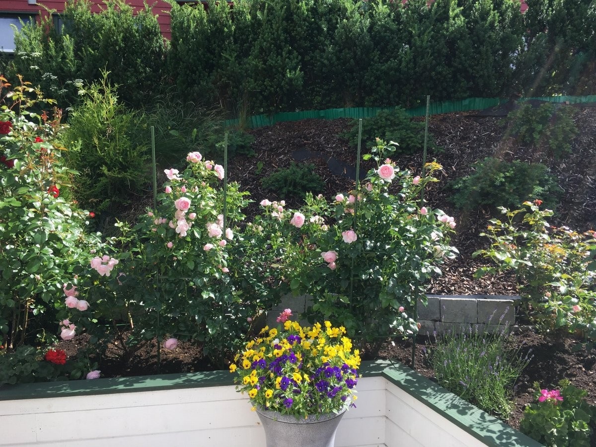 Detaljbilde fra hagen Galleribilde