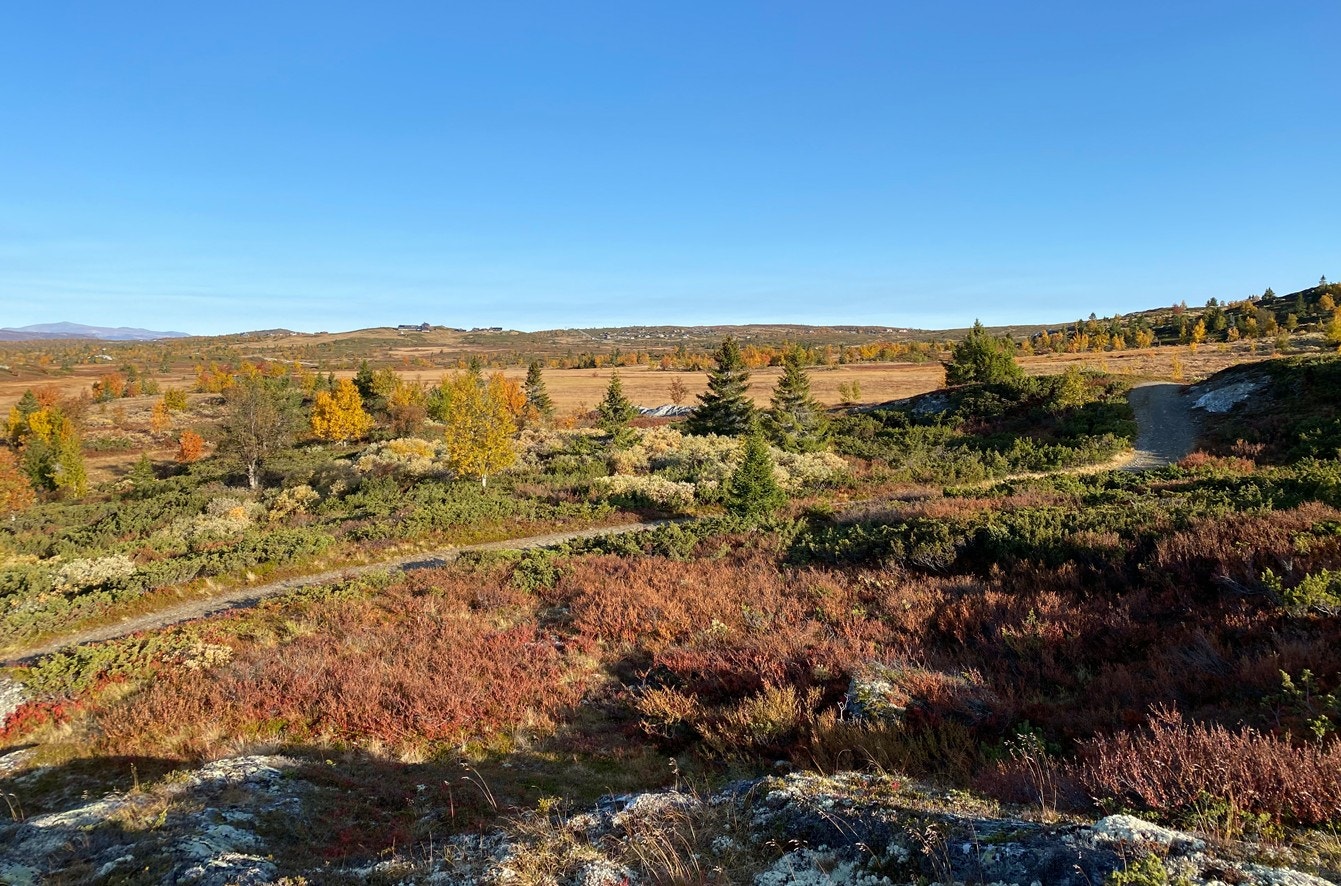 Kjerreveiene og de velbrukte stiene egner seg godt til både fotturer og sykling. Galleribilde