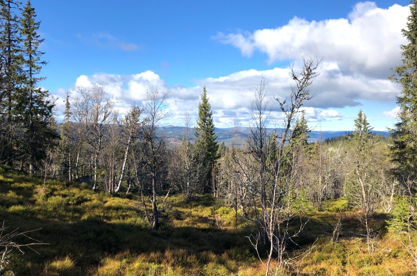 Tomt nr. 27 Galleribilde