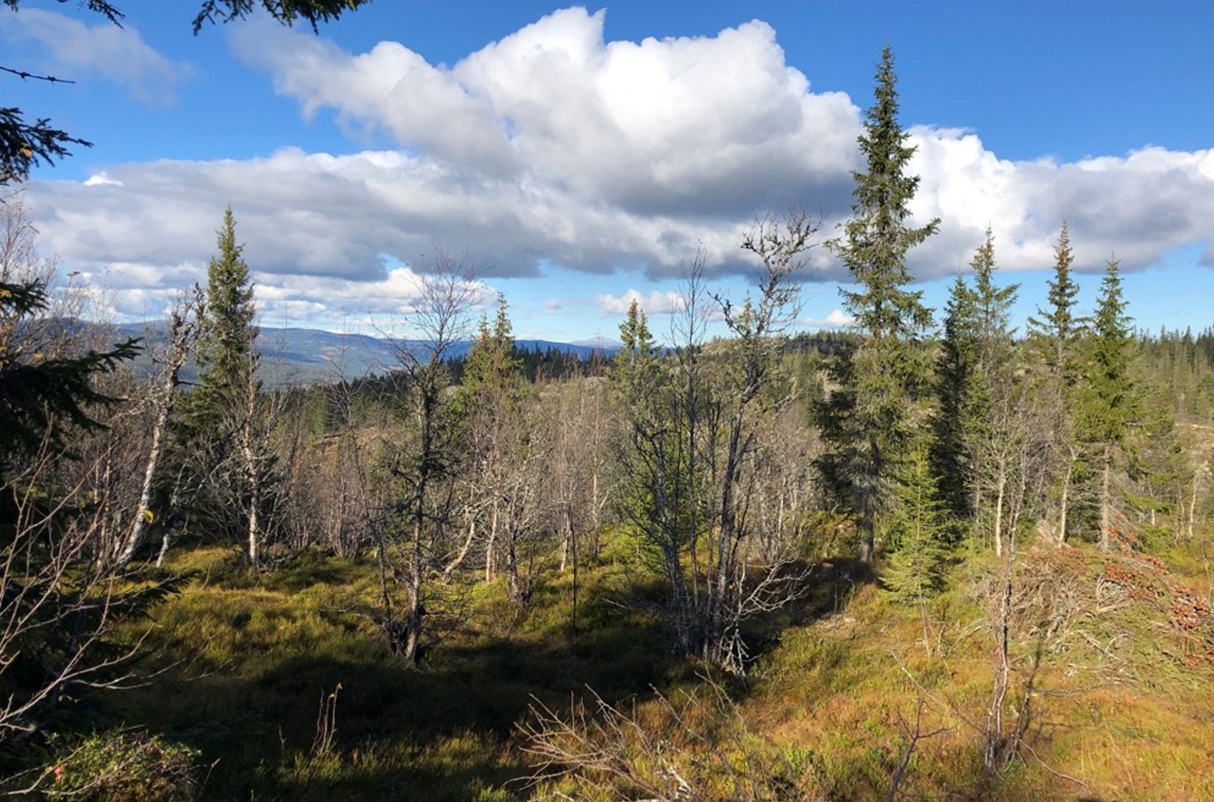 Tomt nr 27, på ca 2,1 mål. Galleribilde