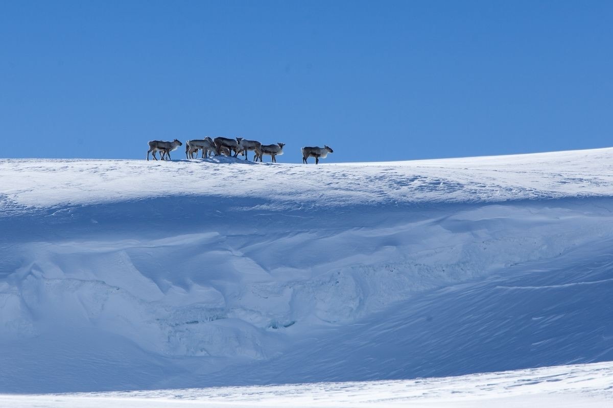 Fantastiske naturopplevelser Galleribilde