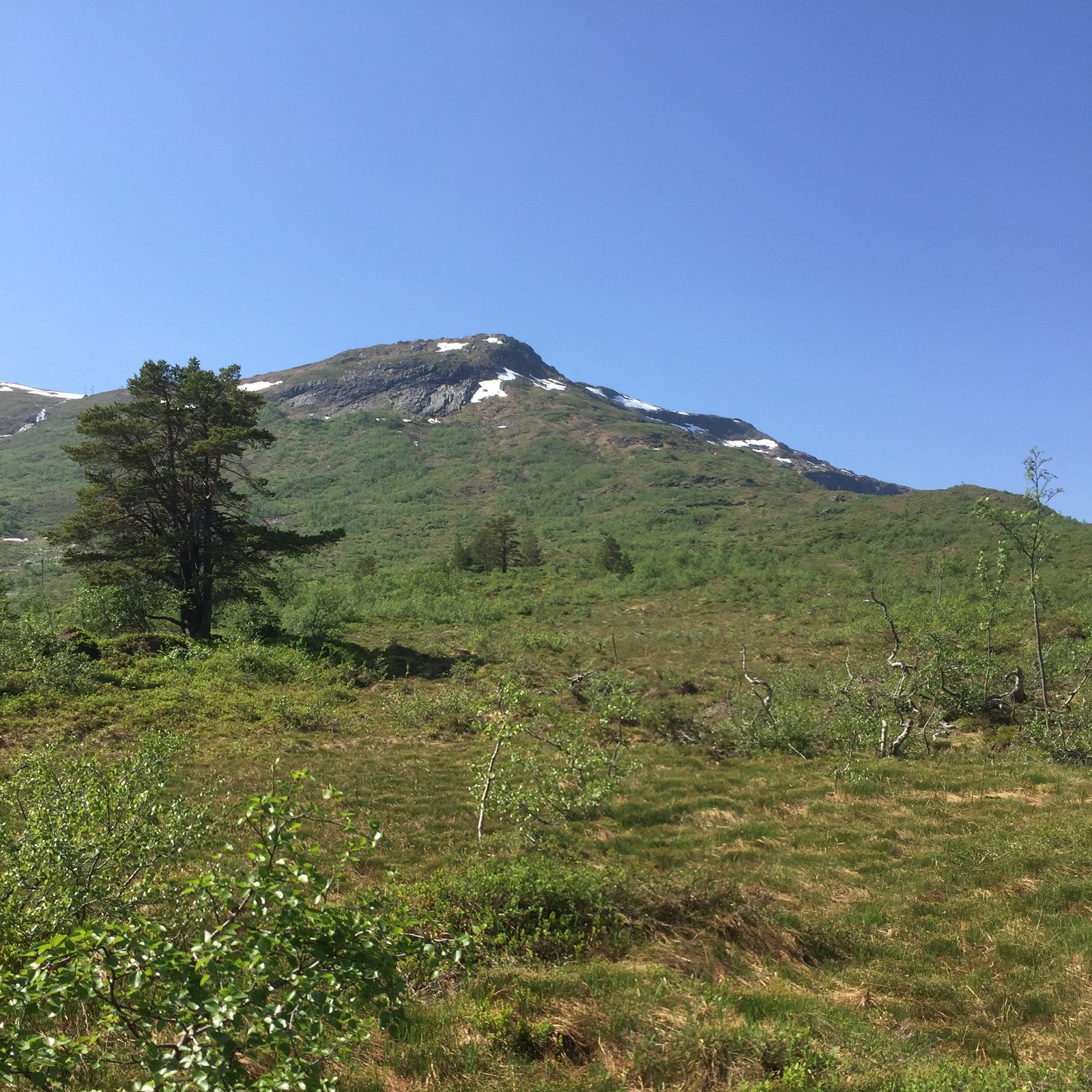 Tomter på Kongshaugen fotografert en sommerdag. Kort vei til toppen av Sætrefjellet med utsikt over Langfjella, Hamarsettindene og Ålesund. Galleribilde