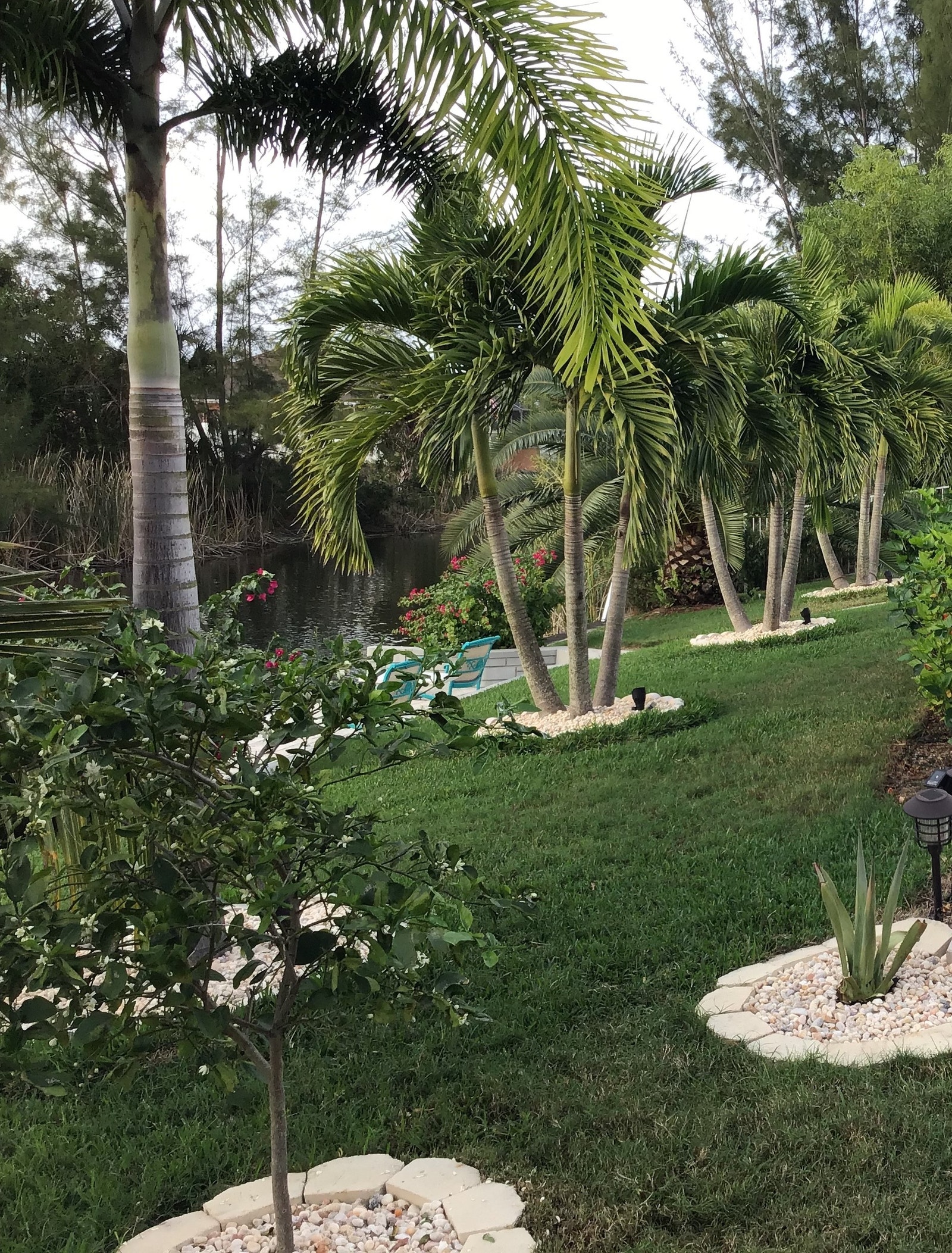 Frodig hage med selvplukk lime Galleribilde