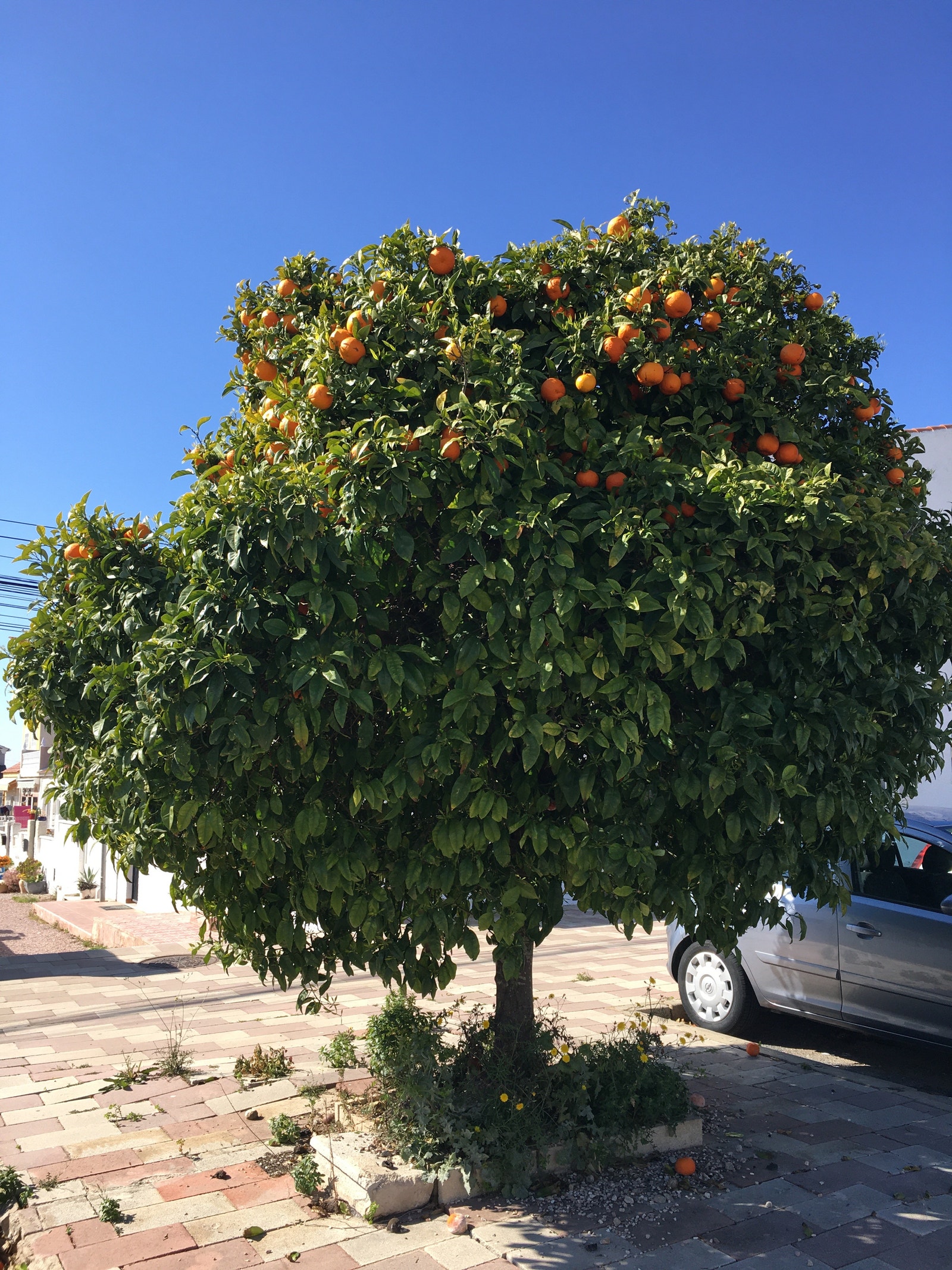La Mata lagunen (Saltsjøen) Galleribilde