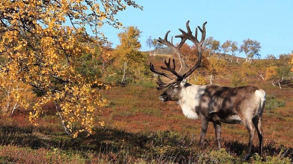 Et prakteksemplar hilser deg! Men husk å ta hensyn til reinen, den er sårbar for forstyrrelser, spesielt når de har kalver. Galleribilde