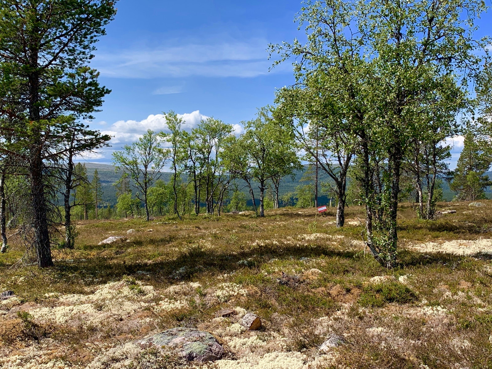 Erik og Jeanette vil fortsette å rydde og kultivere området. Det er en stor eiendom, så vi har nok å bruke kreftene på..;) Etterhvert med hjelp fra dere, håper vi! Galleribilde