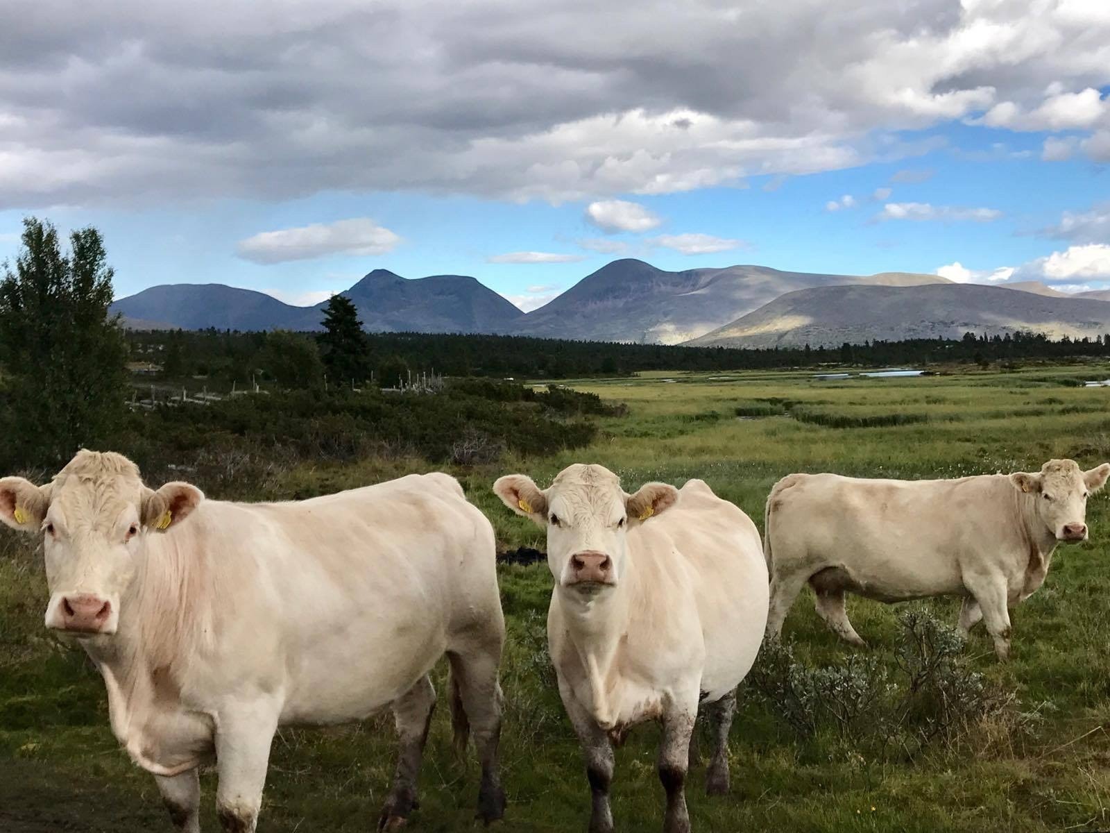 Disse franske Charolais-skjønnhetene er en nygjerrig gjeng! De storkoser seg på setra. Fra Skånborket.
foto: Hilde Fiskvik Galleribilde