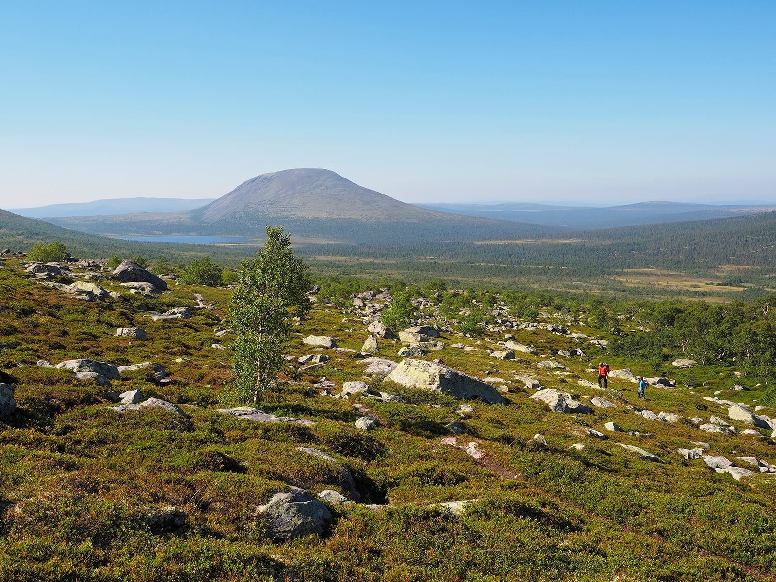 ..men plutselig er de ute av skogen. Terrenget og vegetasjonen skifter karakter, og klatringen begynner! Fjellet Tissvola 1198 moh. med Øversjøen troner i sørvest. Galleribilde