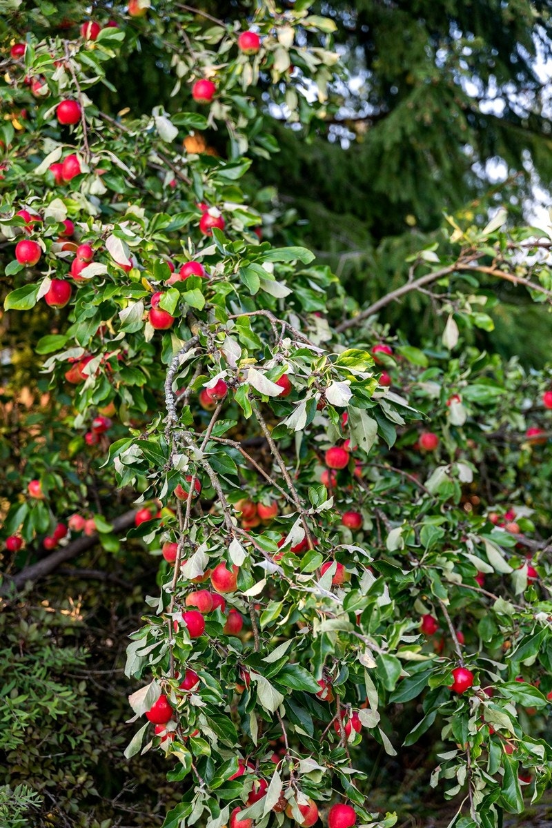 Epletre i hagen Galleribilde
