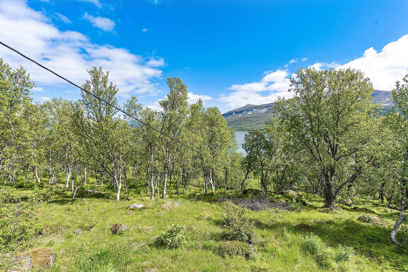 Naturtomt. Galleribilde