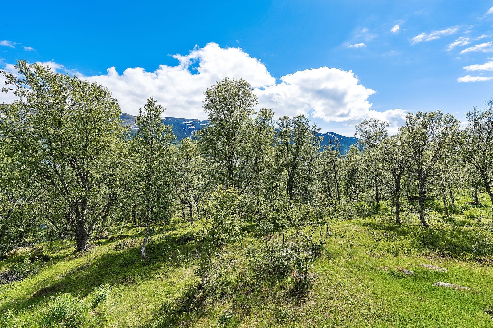 Naturtomt med blanding av plen og lyng. Galleribilde