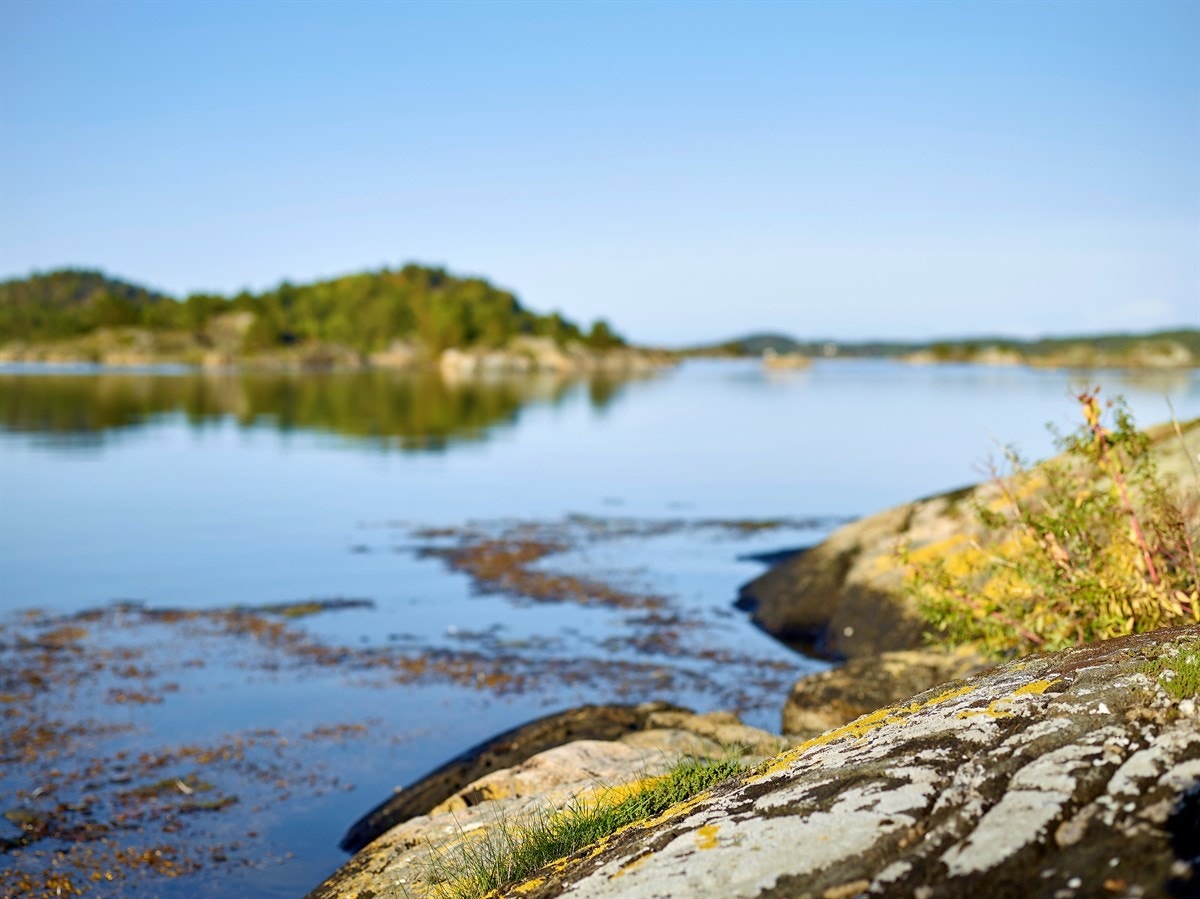 Strandlinje Galleribilde