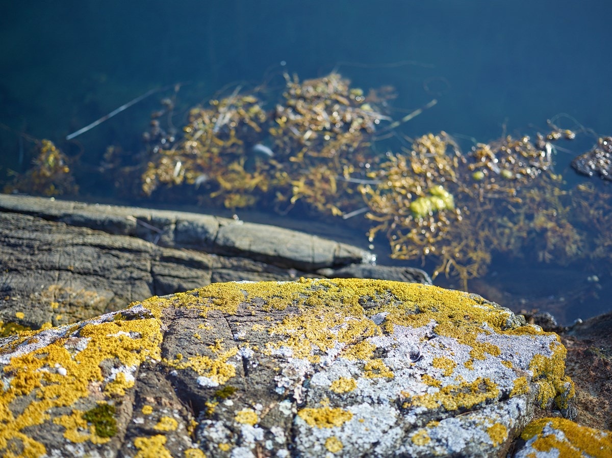 Strandlinje Galleribilde