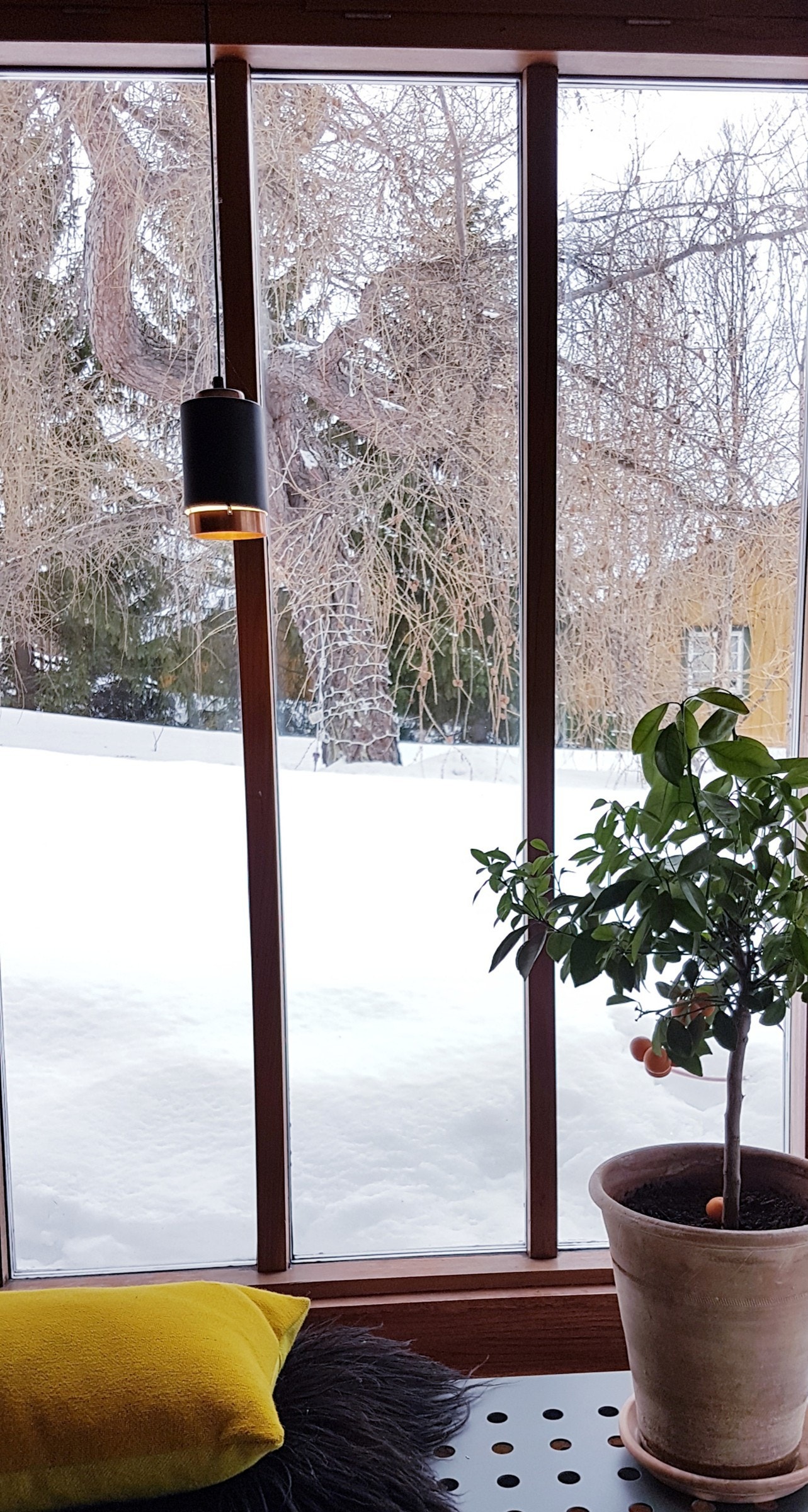 Fra den koselige vinterhagen mot den mektige lerkegrana. Galleribilde