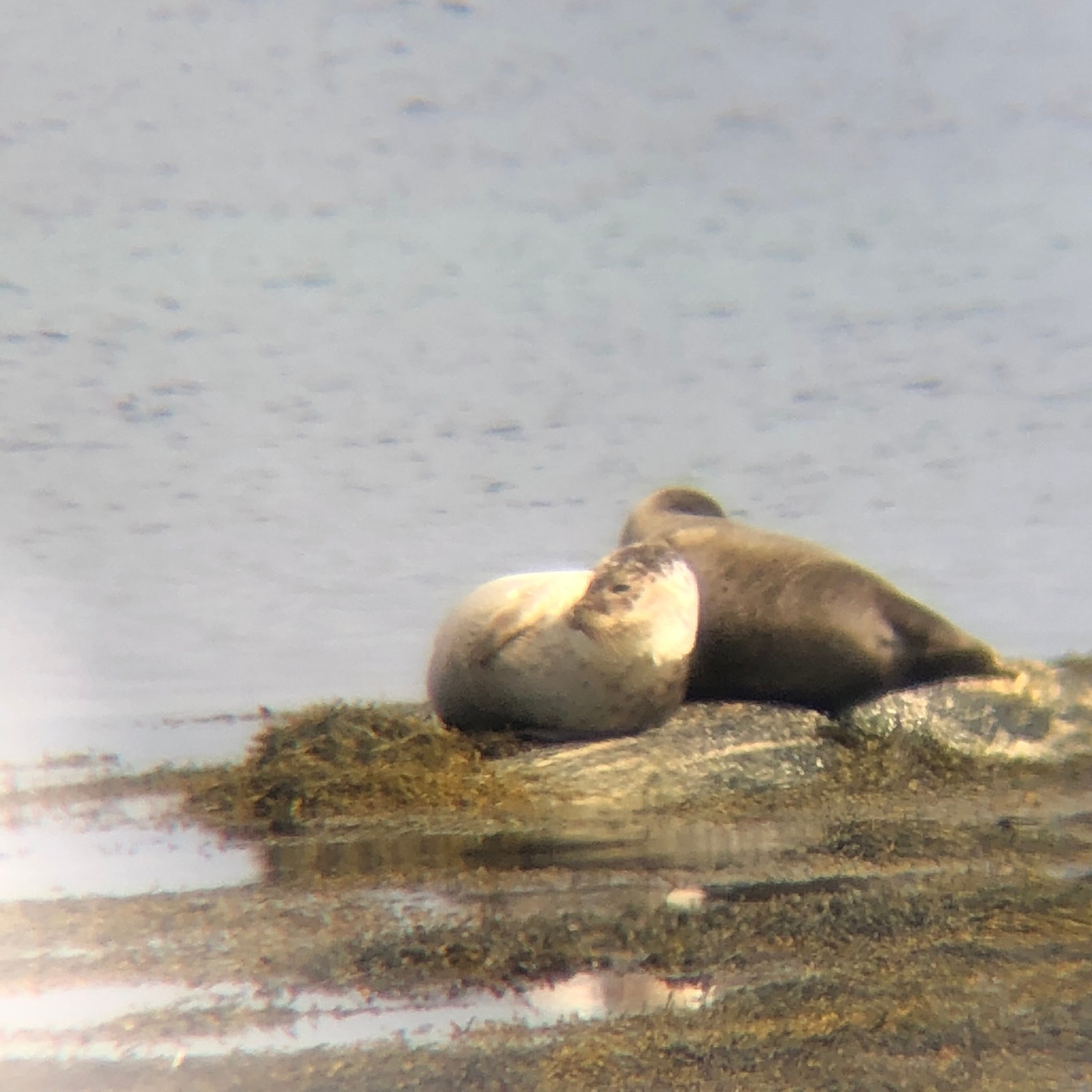 Seler som soler seg rett utenfor huset Galleribilde