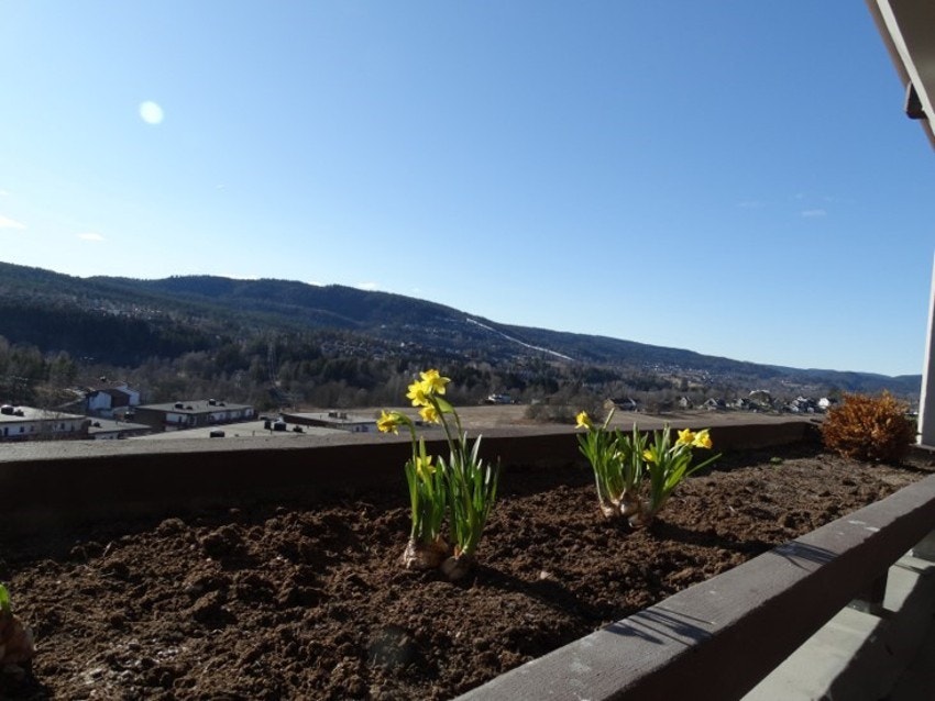 Utsikten fra terrassen Galleribilde