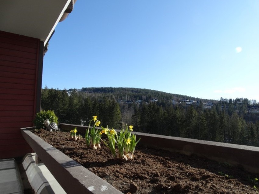 Utsikten fra terrassen Galleribilde