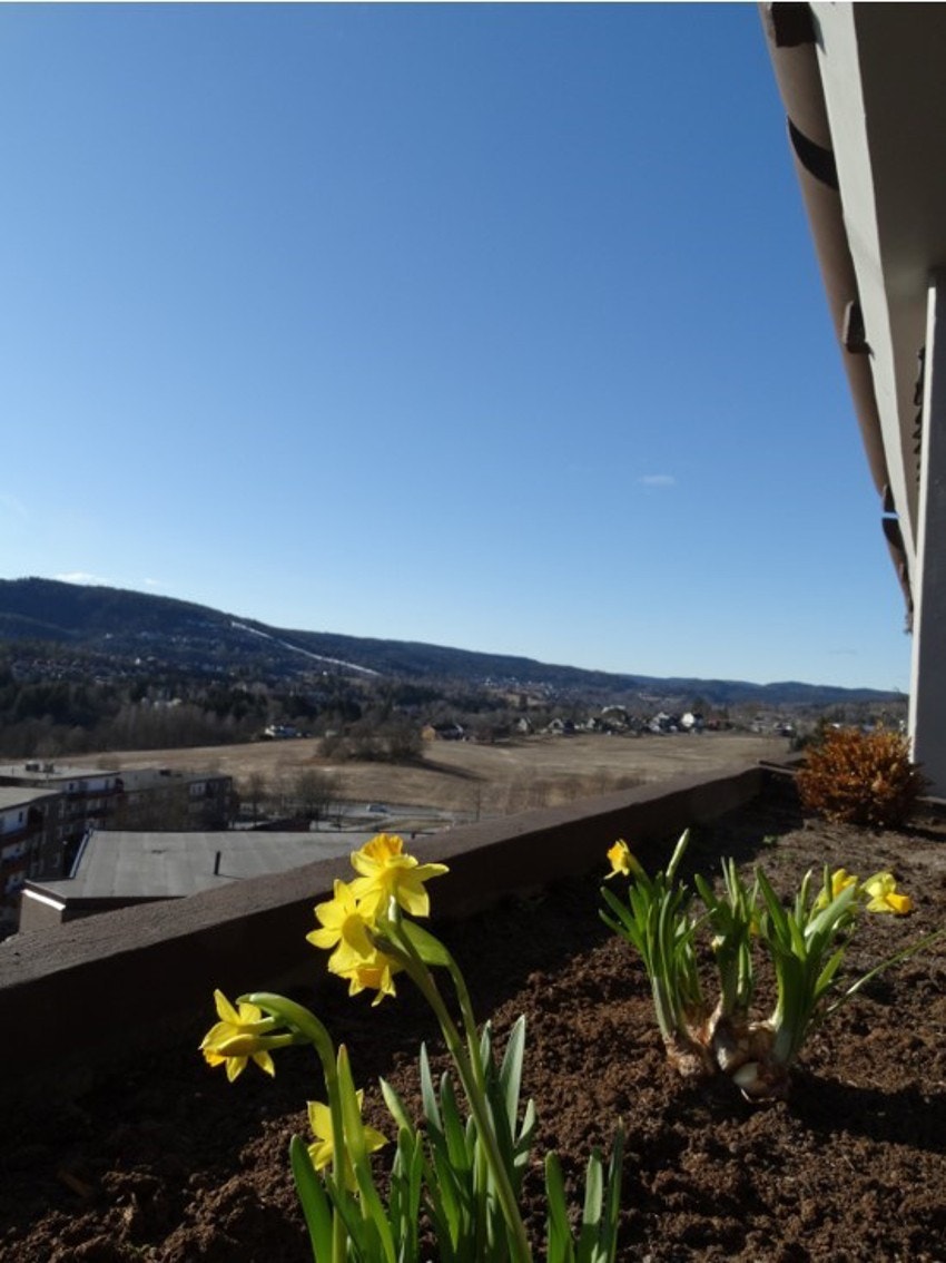 Utsikten fra terrassen. Galleribilde