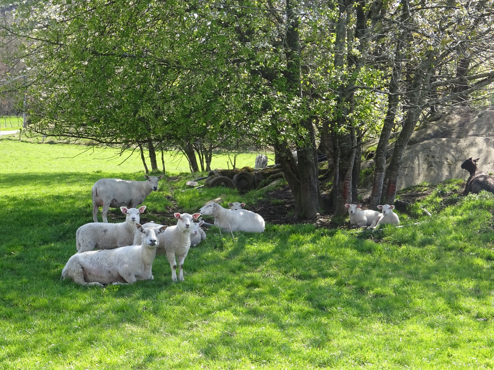 Nærmeste nabo Galleribilde