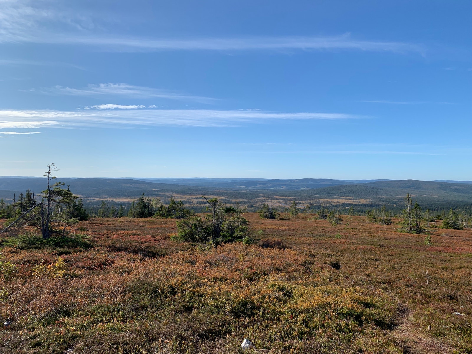 Over tregrensa, nydelig turterreng rett utenfor hyttedøren Galleribilde