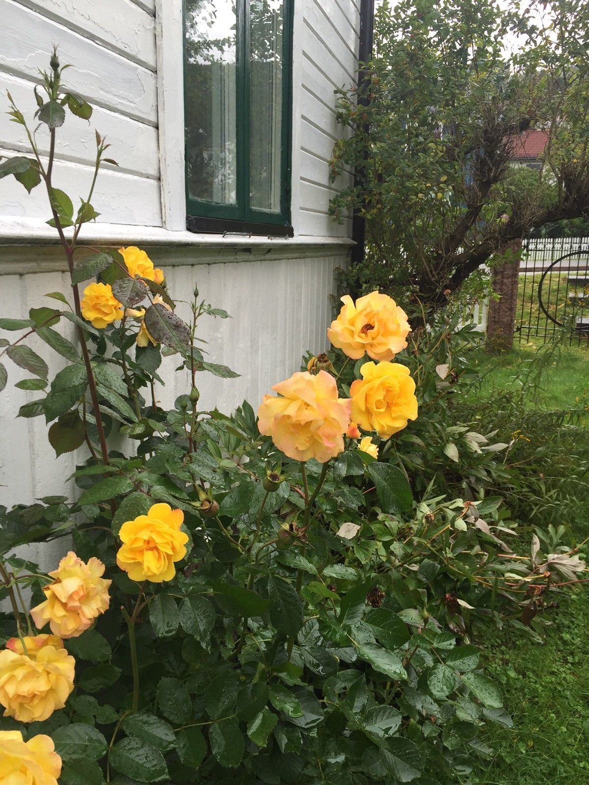 Koselig hage Galleribilde