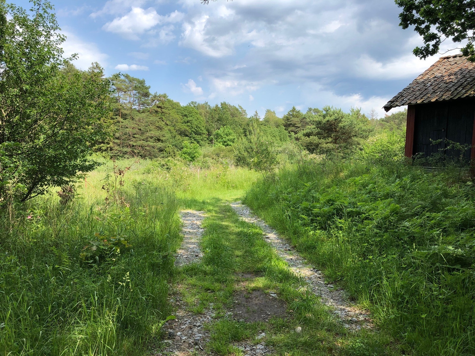 Veien til hytta. Galleribilde