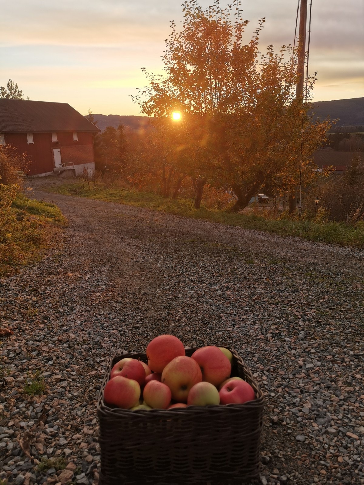 Høst din egen frukt i hagen! Galleribilde
